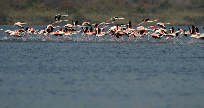 Flamingolar Türkiye’yi sevdi